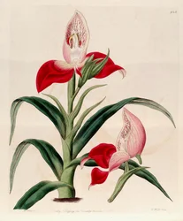 Disa uniflora（syn。Disa grandifloraとして）のイラスト